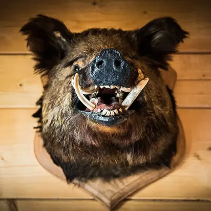 An image of a trophy boar head, a form the mysterious entity Kojack often takes throughout the book